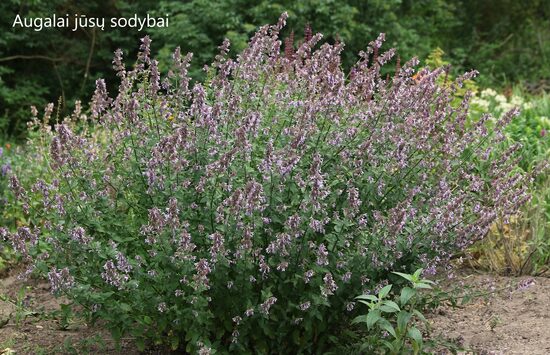 Didžiažiedė katžolė (Nepeta grandiflora) 'Blue Danube'